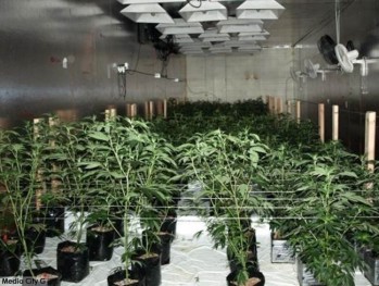 Photo of marijuana plants growing in warehouse courtesy Burbank Police Dept.