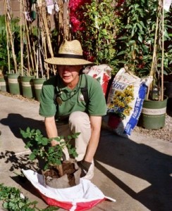 Photo: FLLewis/Media City G -- Gardening pro Emilio Telles demonstrated how to remove a new rose bush from its packaging at an Armstrong Garden Center class in Glendale February 12, 2011