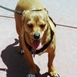 Photo: FLLewis/Media City G -- Burbank dog, "Jack,"  enjoys a walk in the Burbank sunshine, except when it's a hot summer day.