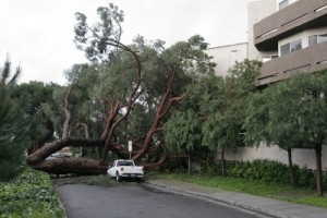 Photo: David Cantu/freelance photographer -- Last Sunday's storm was too much for a massive stone pine tree which fell onto an apartment building on Bethany Road in Burbank March 21, 2011