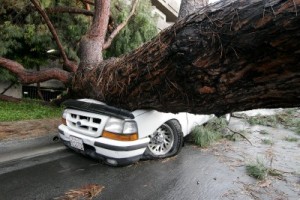 Photo: David Cantu/freelance photographer -- A section of that downed tree on Bethany Road in Burbank crushed a parked truck March 21, 2011