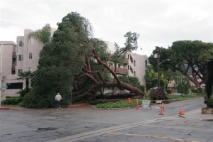Photo: David Cantu/freelance photographer -- A downed tree on Bethany Road damaged an apartment building and a parked truck March 20,2011