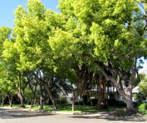 Photo: FLLewis/Media City G -- A section of the tree canopy along East Alameda Avenue Burbank March 2011