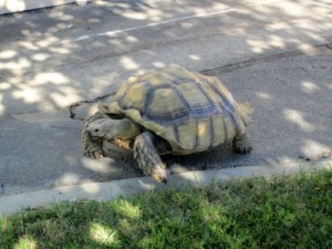 Photo: FLLewis/Media City G -- Kobe, the pet tortoise at the Burbank Community Day School  October 29, 2011