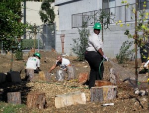 Photo: FLLewis/Media City G -- Some LA Conservation Corps volunteers, in the green hats, helped out in the council circle, which will serve as an outdoor classroom in the community garden October 29, 2011