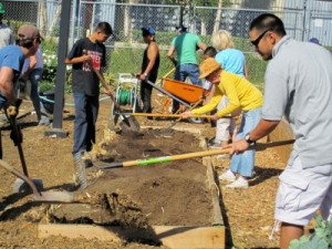 Photo: Volunteers dig in to spread soil mixture in one of the vegetable beds at the new community garden adjacent to the Burbank Community Day School at 223 East Santa Anita Avenue in Burbank October 29, 2011 