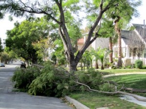 Photo: FLLewis/Media City G -- A pile of tree limbs on East Providencia Avenue in Burbank December 1, 2011