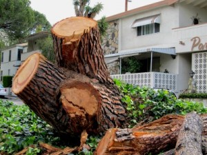 Photo: FLLewis/Media City G -- All that remains of a fallen giant stone pine tree is a big stump and a few scattered wood pieces on Bethany Road in Burbank March 22, 2011