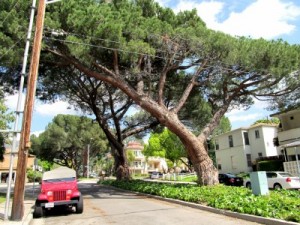 Photo: FLLewis/Media City G -- Two aging stone pine trees on Bethany Road between Glenoaks Boulevard and Third Street in Burbank 
