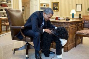 Photo: Pete Souza/White House -- President Obama and first dog Bo in the Oval Office of the White House June 21, 2012