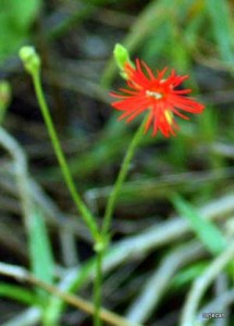 Photo: Terje "Terry" Canavarro/Freelance Photog -- Bright wildflower in Wildwood Canyon Park in Burbank May 12, 2012