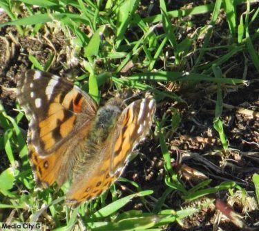Photo: FLLewis - Media City G -- Painted Lady butterfly in a grassy area on South Lamer Street in Burbank March 14, 2019