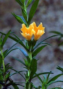 Photo: Terje "Terry" Canavarro/Freelance Photog -- Yellow wildflower opens up in Wildwood Canyon Park in Burbank May 12, 2012 