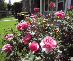 Photo: FLLewis/ Media City G -- Roses blooming all over town in Burbank March 20, 2014