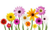 clip art of spring flowers 