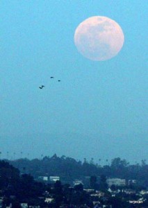 Photo: Terje "Terry" Canavarro -- Supermoon shot from Mulholland Drive Saturday evening. May 5, 2012